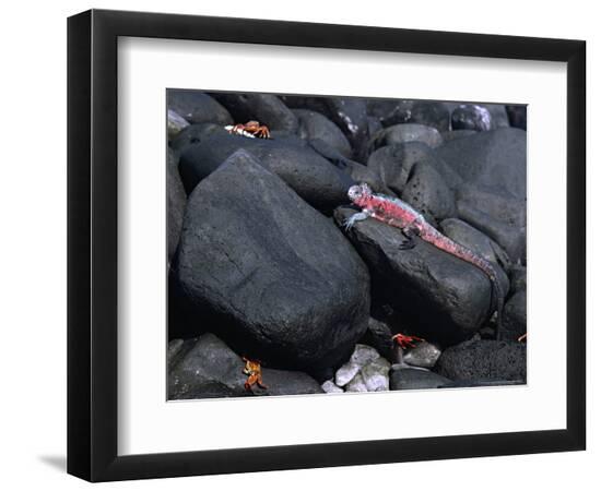 Premium Photographic Print, , large
