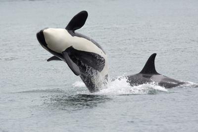 Washington, San Juan Islands. Killer Whales or Orcas, Orcinus Orca