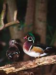 Wood Duck, Florida, USA-Charles Sleicher-Photographic Print