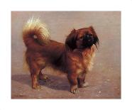 Small Dog-Charles Spencelayh-Premium Giclee Print
