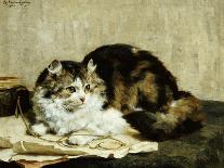 A Tabby Cat, 1920-Charles Van Den Eycken-Giclee Print