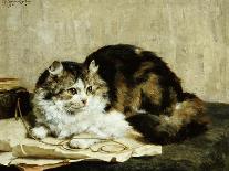 A Tabby Cat, 1920-Charles Van Den Eycken-Giclee Print