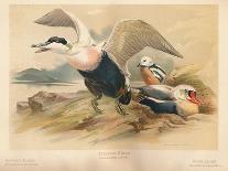 Tufted Duck (Fuligata cristata), Red-Crested Pochard (Netta rufina), 1900, (1900)-Charles Whymper-Giclee Print
