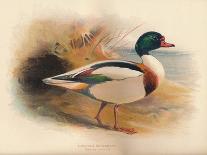 Common Oyster-Catcher (Haematopus ostralegus), 1900, (1900)-Charles Whymper-Giclee Print