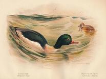 Partridge (Perdix cinerea), 1900, (1900)-Charles Whymper-Giclee Print