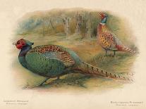Tufted Duck (Fuligata cristata), Red-Crested Pochard (Netta rufina), 1900, (1900)-Charles Whymper-Giclee Print