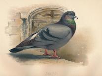 Goosander (Merganser castor), Harlequin Duck (Cosmonetta histrionica), 1900, (1900)-Charles Whymper-Giclee Print