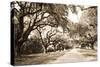 Charleston Oaks 10 Sepia-Alan Hausenflock-Stretched Canvas