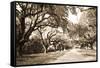 Charleston Oaks 10 Sepia-Alan Hausenflock-Framed Stretched Canvas