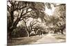 Charleston Oaks 10 Sepia-Alan Hausenflock-Mounted Photographic Print