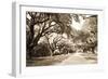 Charleston Oaks 10 Sepia-Alan Hausenflock-Framed Photographic Print