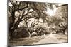 Charleston Oaks 10 Sepia-Alan Hausenflock-Mounted Photographic Print