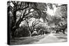 Charleston Oaks 10-Alan Hausenflock-Stretched Canvas