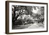 Charleston Oaks 10-Alan Hausenflock-Framed Photographic Print