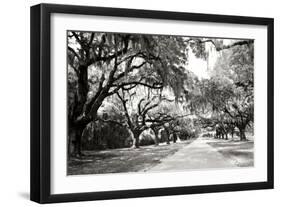 Charleston Oaks 10-Alan Hausenflock-Framed Photographic Print