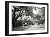 Charleston Oaks 10-Alan Hausenflock-Framed Photographic Print