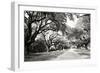 Charleston Oaks 10-Alan Hausenflock-Framed Photographic Print