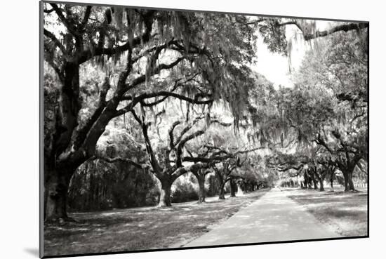 Charleston Oaks 10-Alan Hausenflock-Mounted Photographic Print