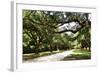 Charleston Oaks 4-Alan Hausenflock-Framed Photographic Print