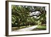 Charleston Oaks 4-Alan Hausenflock-Framed Photographic Print