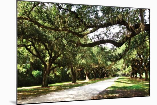 Charleston Oaks 4-Alan Hausenflock-Mounted Photographic Print