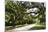 Charleston Oaks 4-Alan Hausenflock-Mounted Photographic Print