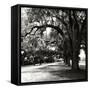 Charleston Oaks Sq IX-Alan Hausenflock-Framed Stretched Canvas