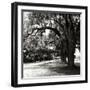 Charleston Oaks Sq IX-Alan Hausenflock-Framed Photographic Print