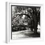 Charleston Oaks Sq IX-Alan Hausenflock-Framed Photographic Print