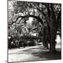 Charleston Oaks Sq IX-Alan Hausenflock-Mounted Photographic Print