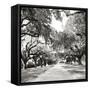 Charleston Oaks Sq X-Alan Hausenflock-Framed Stretched Canvas
