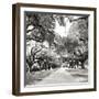 Charleston Oaks Sq X-Alan Hausenflock-Framed Photographic Print