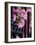 Charleston, South Carolina, USA-Adam Jones-Framed Photographic Print