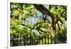 Charleston Villa Garden With Live Oak Tree-George Oze-Framed Photographic Print