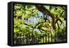 Charleston Villa Garden With Live Oak Tree-George Oze-Framed Stretched Canvas