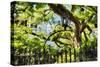 Charleston Villa Garden With Live Oak Tree-George Oze-Stretched Canvas