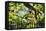 Charleston Villa Garden With Live Oak Tree-George Oze-Framed Stretched Canvas