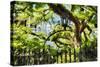 Charleston Villa Garden With Live Oak Tree-George Oze-Stretched Canvas