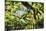 Charleston Villa Garden With Live Oak Tree-George Oze-Mounted Photographic Print