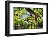 Charleston Villa Garden With Live Oak Tree-George Oze-Framed Photographic Print