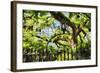 Charleston Villa Garden With Live Oak Tree-George Oze-Framed Photographic Print