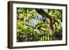 Charleston Villa Garden With Live Oak Tree-George Oze-Framed Premium Photographic Print