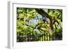 Charleston Villa Garden With Live Oak Tree-George Oze-Framed Premium Photographic Print