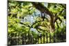 Charleston Villa Garden With Live Oak Tree-George Oze-Mounted Premium Photographic Print