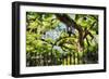 Charleston Villa Garden With Live Oak Tree-George Oze-Framed Photographic Print