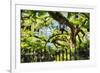 Charleston Villa Garden With Live Oak Tree-George Oze-Framed Photographic Print