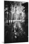 Charleville Forest, County Offaly, Ireland-Simon Marsden-Mounted Giclee Print