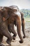 Adult Elephants (Elephantidae) at the Pinnewala Elephant Orphanage, Sri Lanka, Asia-Charlie-Photographic Print