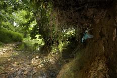 Kingfisher (Alcedo Atthias) Adult Male Flying into Nest with Fish. Halcyon River, England, UK-Charlie Hamilton-Stretched Canvas