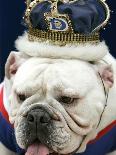 Bulldog Beauty-Charlie Neibergall-Premium Photographic Print